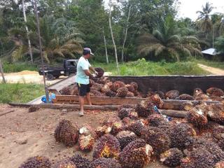 Bisnis Sawit Buka Lapangan Kerja Bagi Warga Berpendidikan Rendah