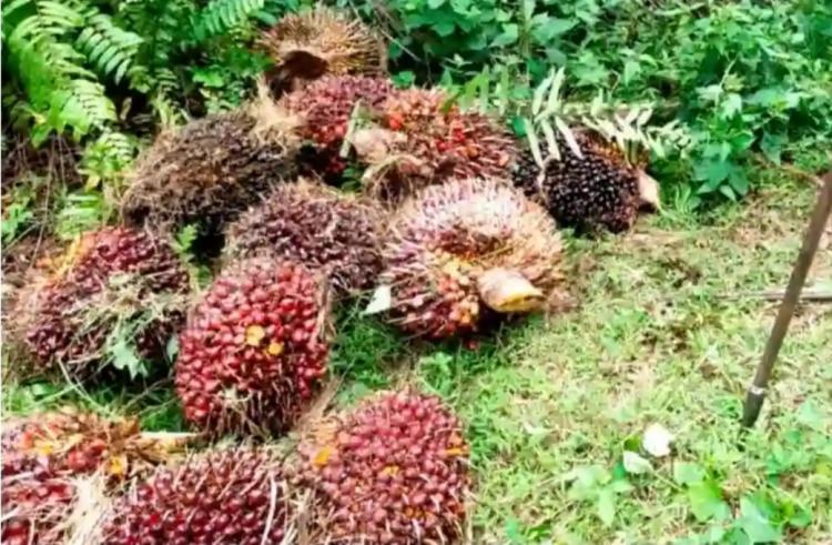 Tukang Kumpul Ditinggal Kabur Tukang Dodos Saat Kepergok Curi Sawit 