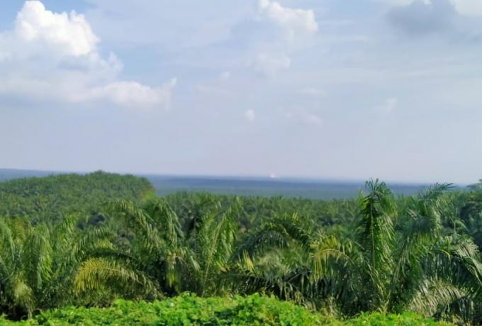 Penolakan Perpanjangan HGU PT EDI Diduga Terkait Klaim Lahan 1.500 Ha