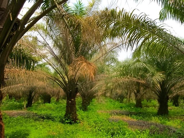 Banyak Sawit Berdaun Kuning di Daerah ini