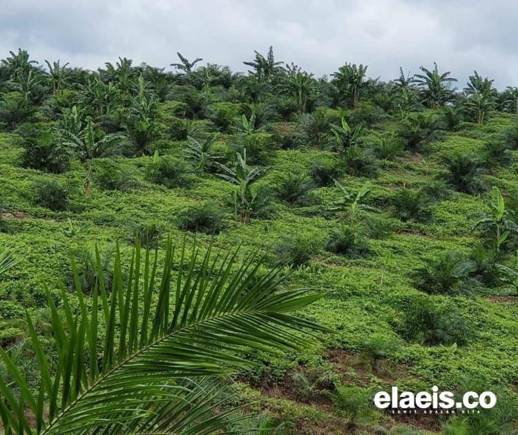 Kadisbun Riau: Tata Kelola Penetapan Harga TBS Makin Baik