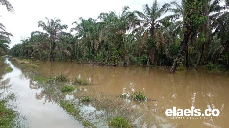 Ratusan Hektare Kebun Sawit di Agam Terendam Banjir