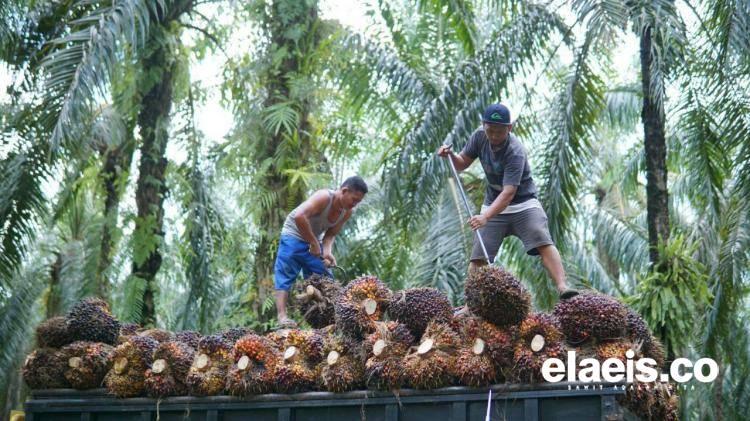 Anjlok, Ini Daftar Harga CPO dan Kernel Perusahaan Sawit di Riau