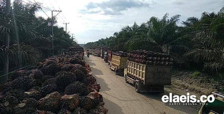 Capek Nanjak 3 Hari, Akhirnya Harga CPO Tergelincir!