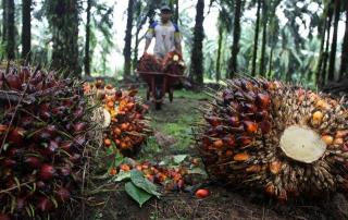Nilai Tukar Petani Riau Oktober 2022 Tertinggi di Sumatera 
