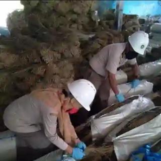 Petani Diminta Garap Peluang Ekspor Lidi Sawit