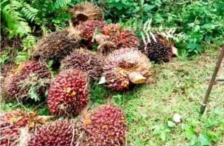 Tukang Kumpul Ditinggal Kabur Tukang Dodos Saat Kepergok Curi Sawit 