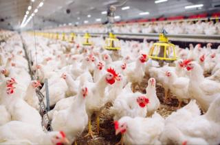 Beternak Ayam Jadi Alternatif Penghasilan Tambahan Petani Sawit