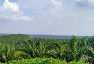 Penolakan Perpanjangan HGU PT EDI Diduga Terkait Klaim Lahan 1.500 Ha