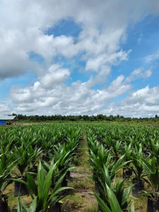 Permintaan Bibit Sawit Mulai Meningkat