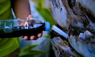 Atasi Sawit Berdaun Kuning Dengan Pupuk Injeksi Batang