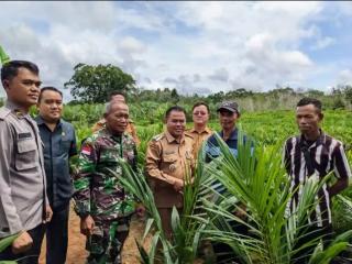 15 Poktan Dapat Bibit Kelapa Sawit Siap Tanam Gratis