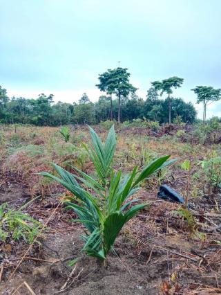 Petani Diminta Perhatikan Dua Hal ini Saat Menanam Sawit