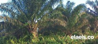 Sudah Dua Tahun Diajukan, Seribuan Hektare Kebun Sawit di Jambi Tak Kunjung Diremajakan