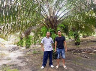 Kebun Sawit Darminto Makin Luas Setelah Dimodali Perusahaan ini