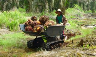 Hujan, Terpaksa Tambah Peralatan untuk Angkut Hasil  Panen