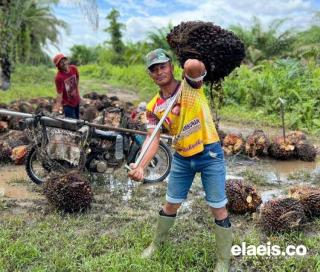 Harga Sawit Tinggi Justru Picu Krisis Pupuk