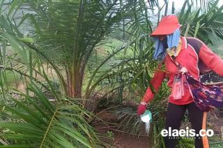 Rusia Bikin Kiat Ini Agar India Tertarik Terhadap Pupuknya