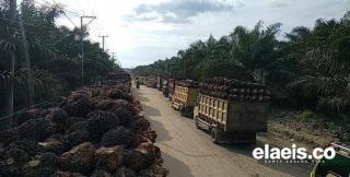 Capek Nanjak 3 Hari, Akhirnya Harga CPO Tergelincir!