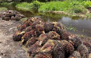 Industri Sawit Malaysia 2022 Suram karena Dua Hal Ini