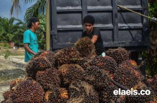 Hore...,Harga Sawit Riau Akhirnya Naik Lagi, Segini per Kilogramnya