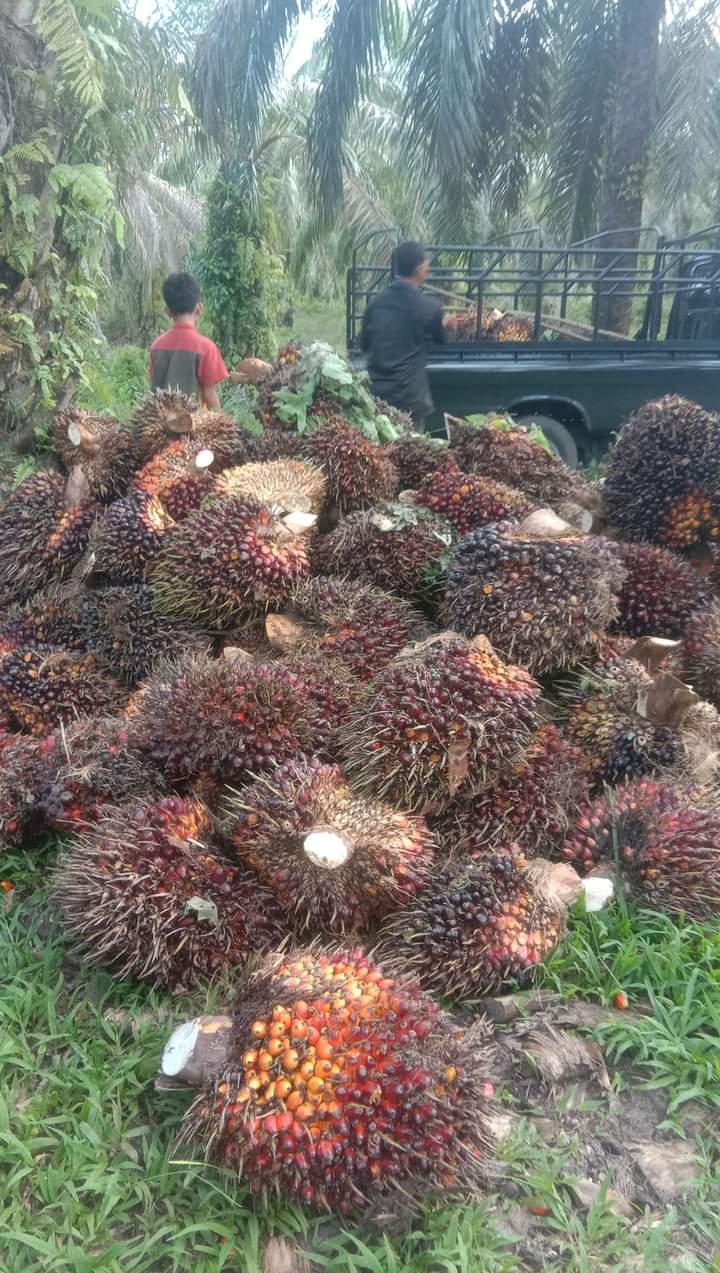 Harga TBS di Jambi Kembali Menanjak, Berikut Update-nya