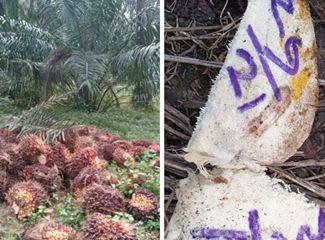 Waduh, Sekuriti Bantu Ninja Gasak Sawit PTPN V Tanjung Medan