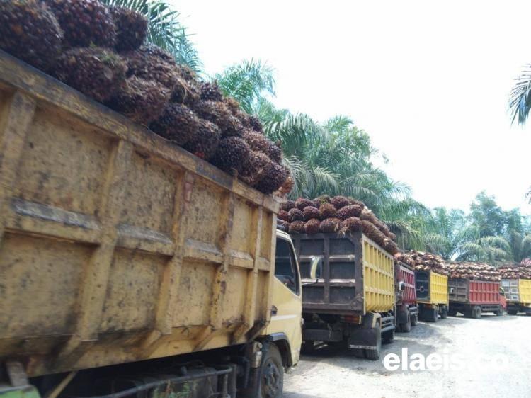 PTPN V Sudah Serap 671.453 Ton Sawit Petani