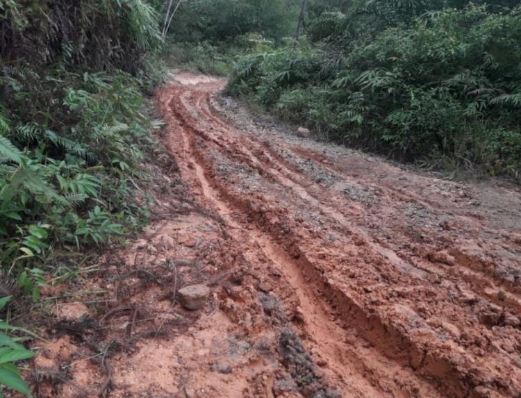 Sentra Sawit di Daerah Terpencil ini Butuh Jalan, Pemda Keliling Cari Bantuan