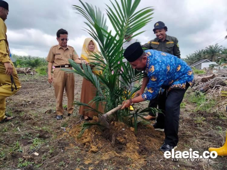 Peremajaan Sawit di Siak Terus Dikebut 