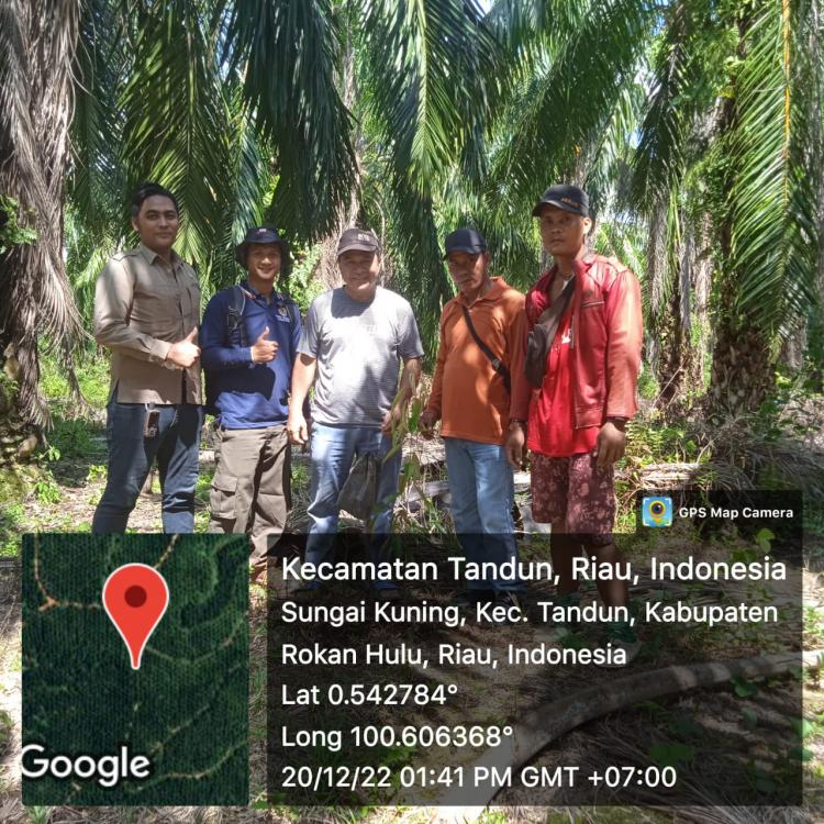 Pihak PTPN V Klaim Dapat Izin Panen Sawit di Lahan Sengketa, Faktanya...