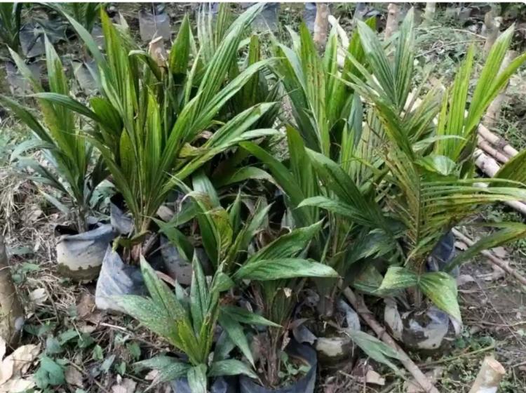 Karat Daun Turunkan Kualitas Bibit Sawit, Begini Cara Mengatasinya