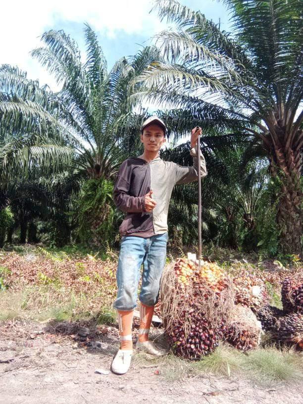 Ini yang Bikin Orang Indonesia Betah Jadi Buruh Sawit di Malaysia
