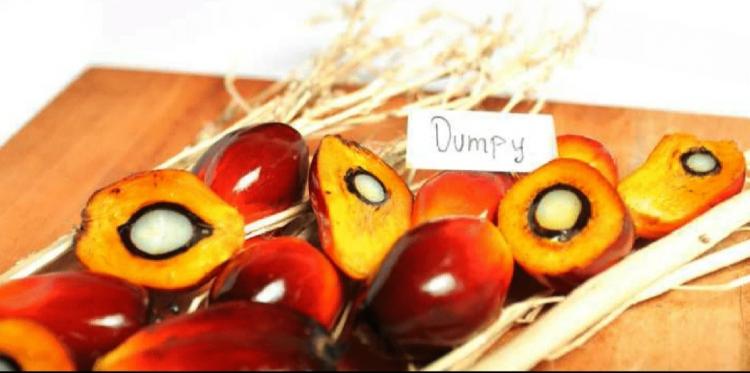 Ini Keluhan Petani yang Membeli Benih Sawit Unggul Secara Online