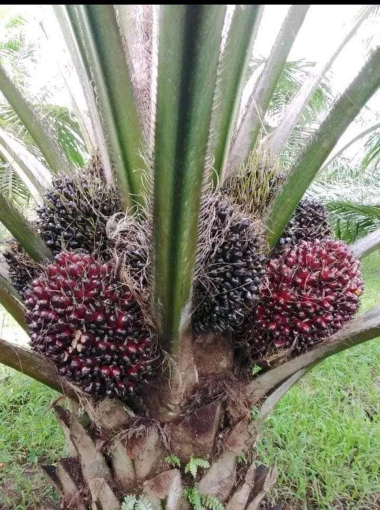 Pakai Benih Unggul, Puasnya Selama 25 Tahun