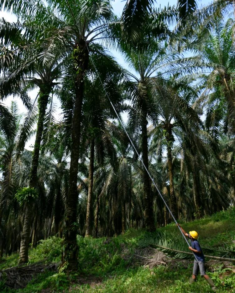 Sawit Harus Diperlakukan Layaknya Aset Berharga