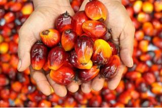 PKS Dituding Turunkan Rendemen Sawit untuk Tekan Harga TBS