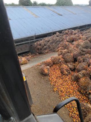 Buah Sawit di PKS Milik PTPN V Menumpuk dan Membusuk, Kok Bisa?