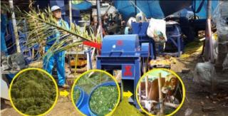 Pelepah Sawit Masih Disia-siakan, Padahal Bisa Jadi Cuan