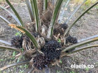 60 Ribu Bibit Bantuan Pemkab Batanghari Harus Tepat Sasaran