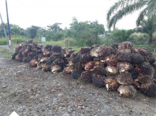 Produksi Sawit Petani Swadaya Anjlok Dua Pertiga dari Biasanya