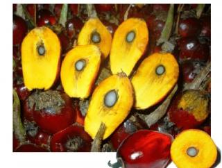 TBS Sawit Jenis ini Lebih Disukai PKS Karena Tidak Merusak Mesin