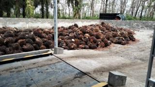 Jangan Salahkan PKS Kalau Membeli Murah TBS yang Diinapkan di Ram