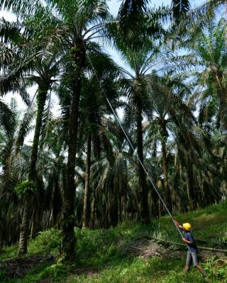 Sawit Harus Diperlakukan Layaknya Aset Berharga