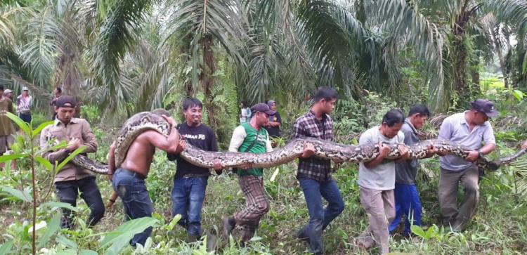 Ular Sanca Seberat 200 Kg Dievakuasi dari Kebun Sawit