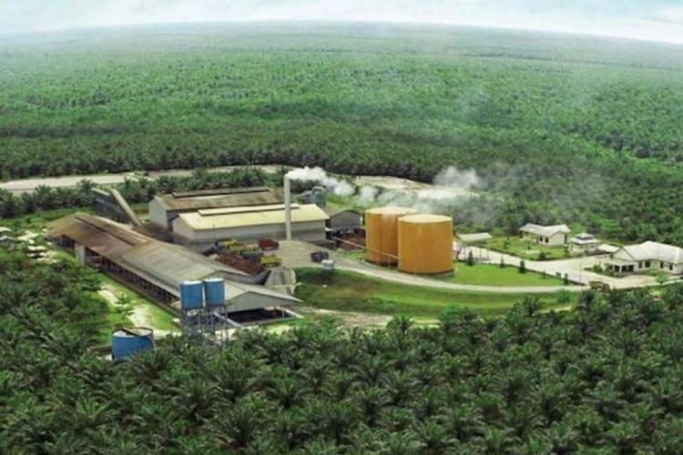 Risiko Kredit Macet Rendah, Industri Sawit Dapat Kucuran Dana Rp 374,1 Triliun