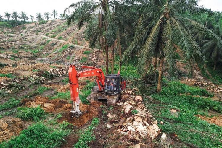 Realisasi Rendah, Diharapkan Lebih Banyak Petani Ikut PSR