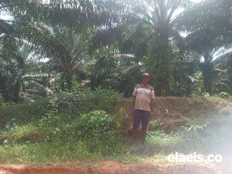 Petani Sawit di Ujung Timur Indonesia Ini Keluhkan Tingginya Harga Pupuk dan Obat-obatan