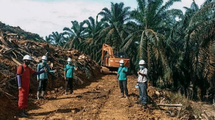 153 Ribu Hektare Sawit Harus Di-replanting, tapi Petani Malas Ikut PSR