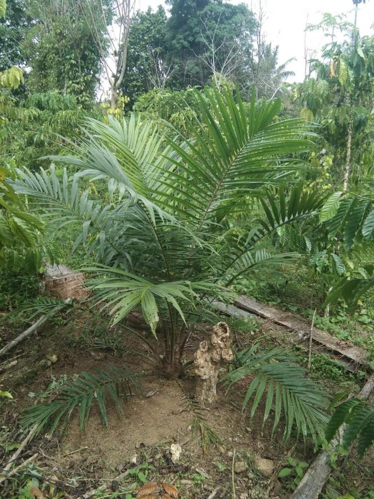 Petani di Daerah ini Tanam Sawit di Kebun Kopi